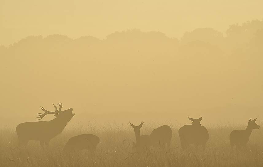 Благородные олени рано утром в Ричмонд-парке, Лондон, Великобритания