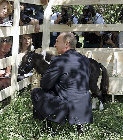 В 2005 году в Казани, где проходили международные соревнования по конному спорту, президент Татарстана Минтимер Шаймиев подарил Владимиру Путину карликовую лошадь, которую назвали Вадиком
