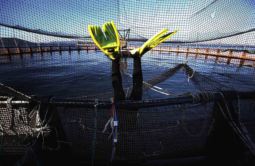 Дайвер во время ежедневной проверки бассейна, в котором разводят тунца на ферме в Тасмании