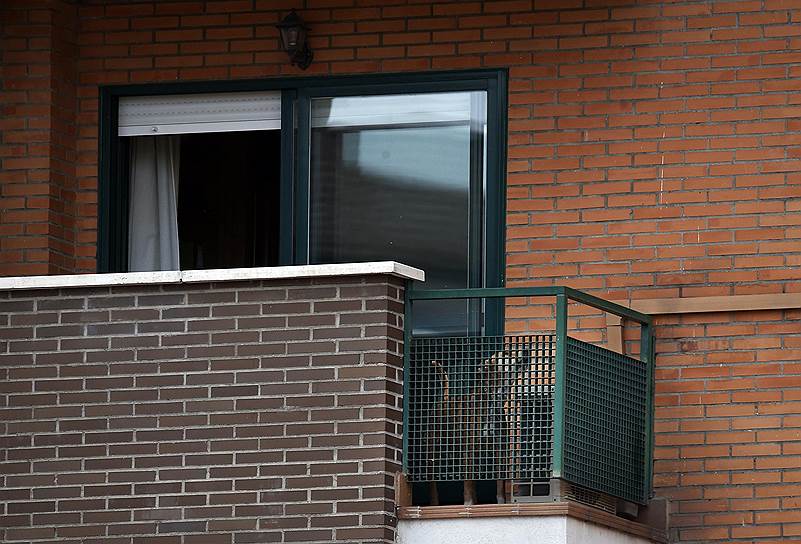 Собака испанской медсестры, заразившейся лихорадкой Эбола, на балконе ее квартиры в Алькорконе