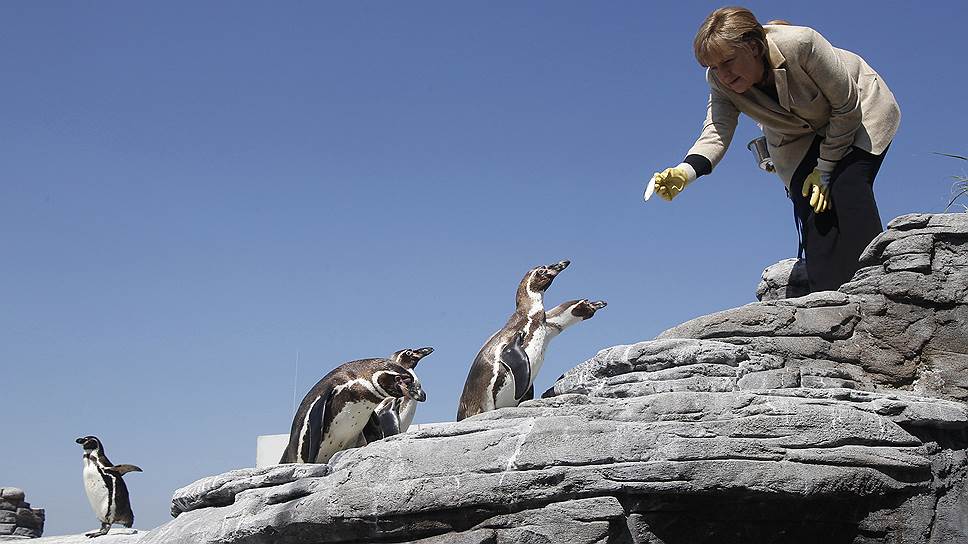 2011 год. Канцлер Германии Ангела Меркель с пингвинами в заповеднике Штральзунда 