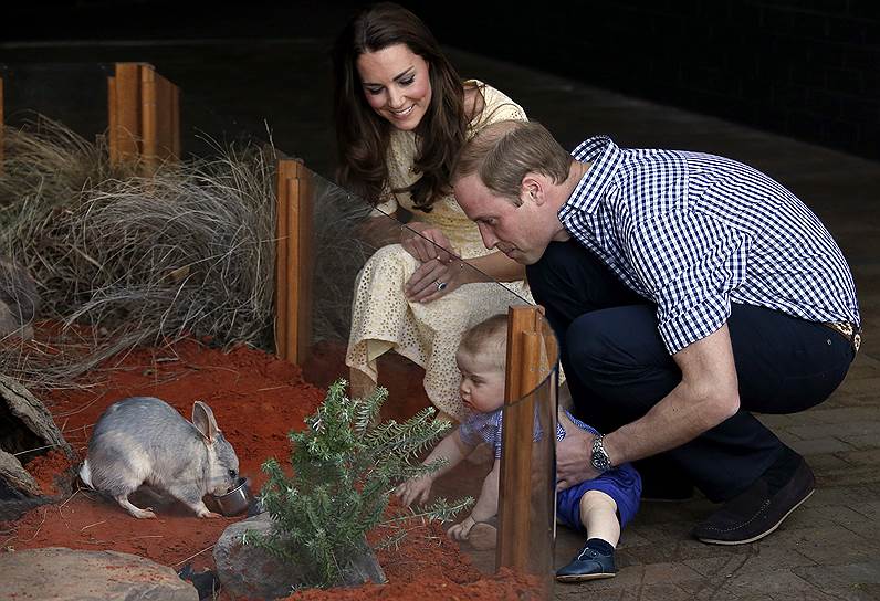 2014 год. Герцогиня Кембриджская Кейт Миддлтон, принц Уильям и их сын принц Джордж с крольчонком Билби в зоопарке Австралии