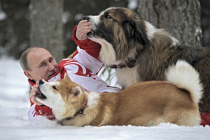 2013 год. Президент России Владимир Путин с собаками