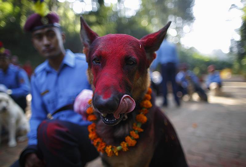 Служебная собака во время праздника в полицейской академии в Катманду, Непал