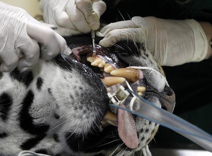 Ветеринары чистят зубы ягуару во время полного медицинского обследования в зоопарке Буэнос-Айреса