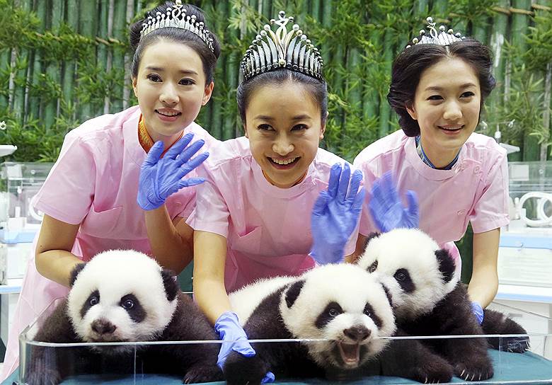 Победительницы конкурса красоты «Мисс китаянка» позируют с тройней гигантских панд в Гуанчжоу