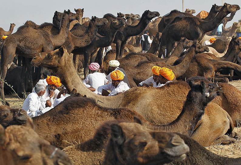 Верблюжий базар во время ярмарки в индийском штате Раджастан