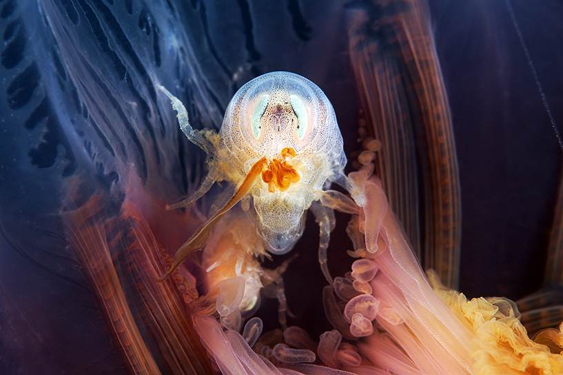 Гиперииды (Hyperia galba) — ракообразные паразиты, которые питаются мягкими тканями арктических медуз. Взрослые гиперииды способны активно перемещаться в воде и чаще всего селятся в крупных сцифомедузах - аурелиях и цианеях, прогрызая тоннели в их теле и добираясь до гонад (половых желез), где сконцентрировано больше всего питательных веществ
