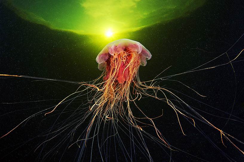 Цианея (Cyanea capillata) — самая крупная медуза в мире, обитает в северных морях. Диаметр ее купола может достигать двух с лишним метров, а ее щупальца с жгучими стрекательными клетками вытягиваются более чем на тридцать метров. Во время охоты купол цианеи сокращается, и она зависает в воде, раскинув щупальца, которые выстреливают ядовитыми нитями в прикоснувшуюся к ним жертву