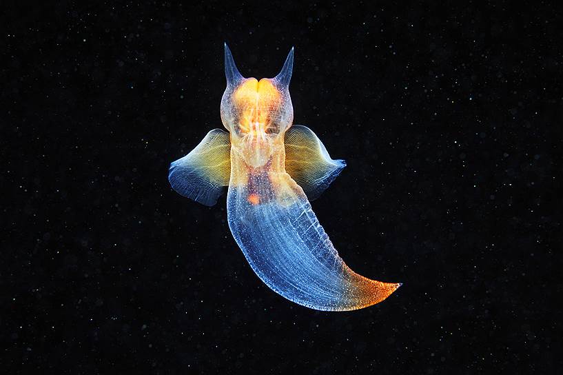 Клион, или Морской ангел (Clione limacina) – моллюск из отряда крылоногих, чья “улиточная&quot; нога в процессе эволюции превратилась в “крылья”. Жизненный цикл клионов до конца не изучен. Известно только, что питаются они всего лишь две-три недели в году другими крылоногими моллюсками, морскими Чертиками (лимацинами), которых ловят с помощью специальных щупалец