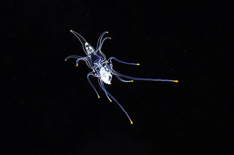 Брахиолярия (Brachiolaria) — планктонная личинка морской звезды размером около 3-4 мм. Плотная белая субстанция в нижней части брахиолярии — формирующаяся звезда, которая, когда подрастет, осядет на дно и уже там превратится в полноценное самостоятельно питающееся животное