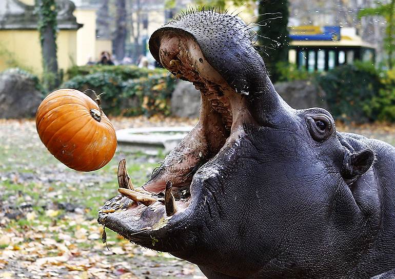 Бегемот ловит тыкву во время празднования Хэллоуина в зоопарке в Вене