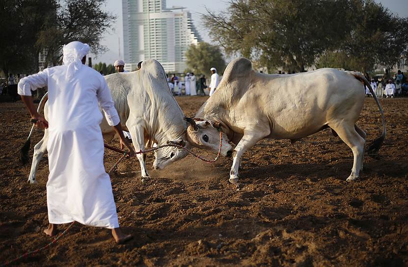 Эмират Эль-Фуджайра, ОАЭ. Традиционный бой быков