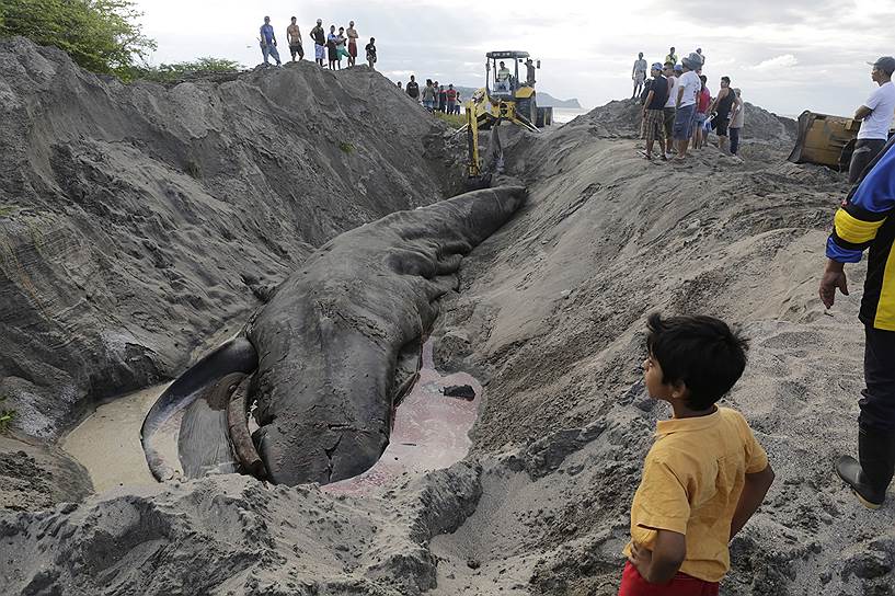 Департамент Ривас, Никарагуа. Погребение синего кита, выброшенного на пляж накануне. Спасательная операция, в которой участвовали полиция, армия и сотрудники Министерства окружающей среды и природных ресурсов, длилась 12 часов, но не увенчалась успехом