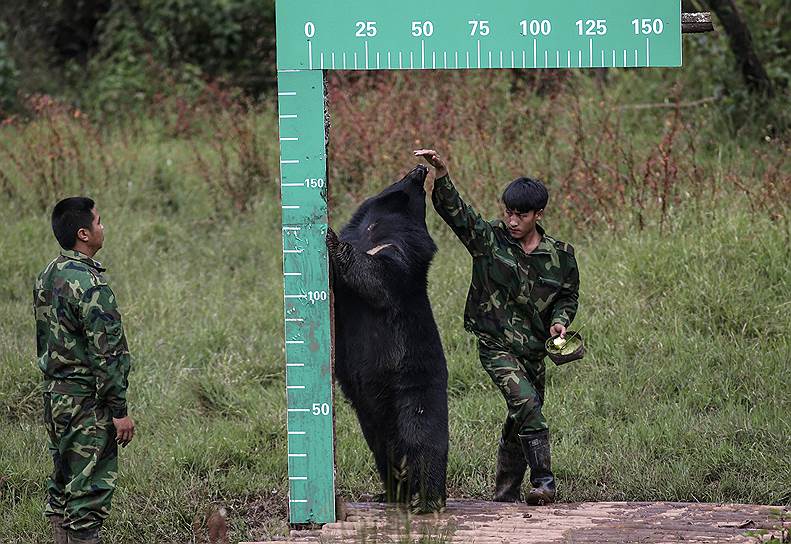 Пуэр, провинция Юньнань, Китай. Сотрудники заповедника измеряют рост черного медведя