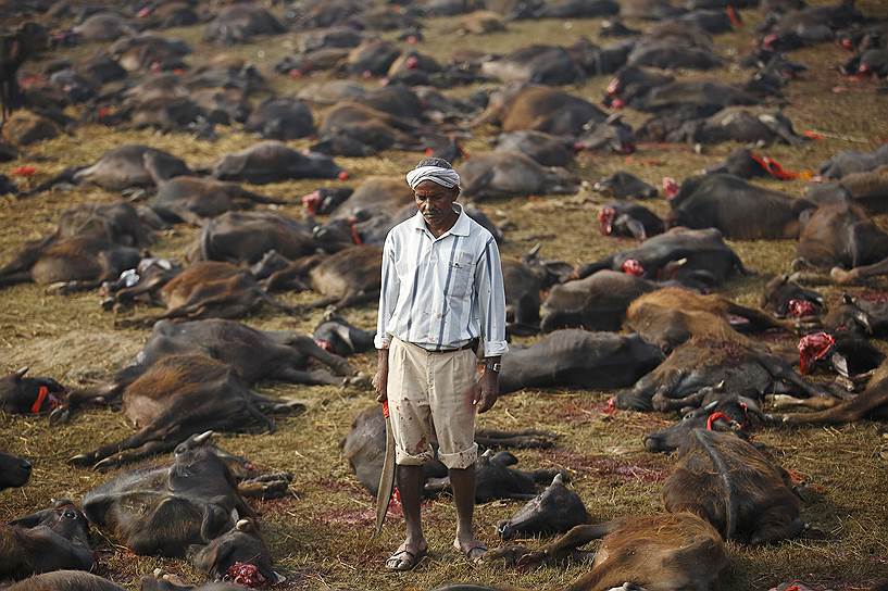 Барьяпур, Непал. Мясник среди буйволов, принесенных в жертву во время ритуальной церемонии «Гадхимаи Мела»