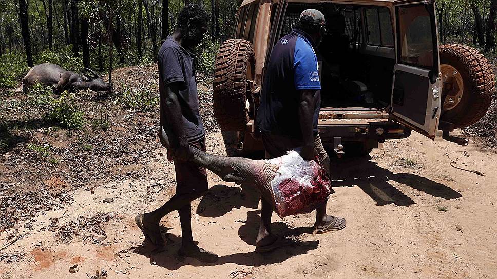 На фото: автралийские аборигены во время охоты на буйволов
