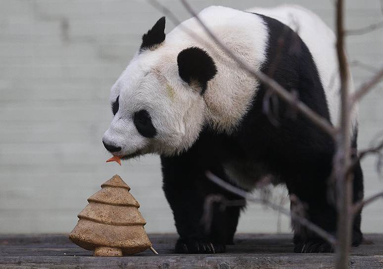 Эдинбург, Шотландия. Панда Тянь-Тянь ест специальный рождественский торт в городском зоопарке