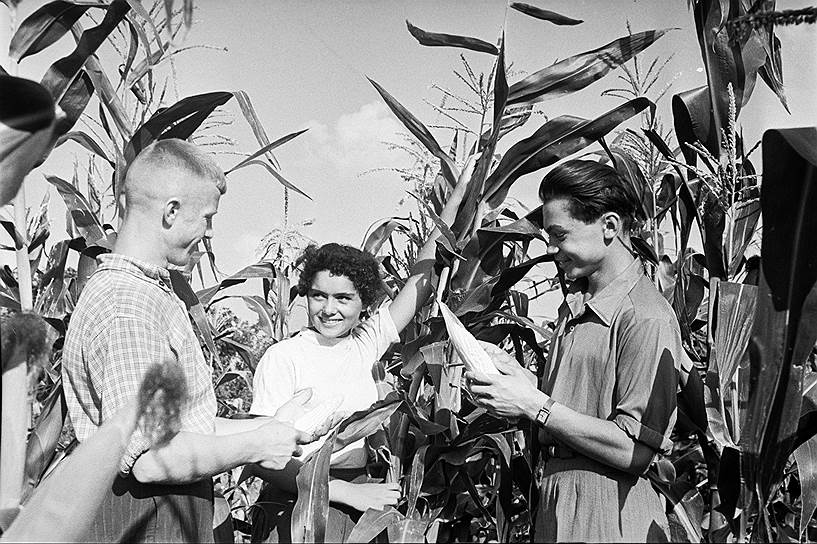 1958 год. Ученическая бригада из колхоза «Ставрополец» на своем ученическом поле