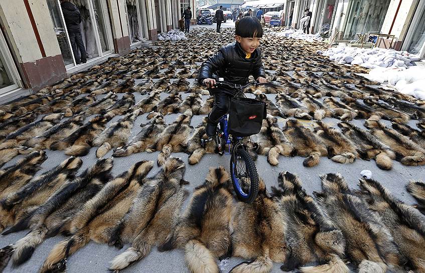 Чунфу, провинция Чжэцзян, Китай. Шкурки енотовидных собак на рынке меха