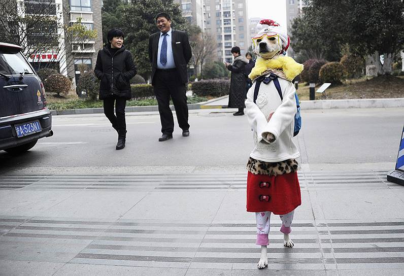 Шанхай, Китай. Собака по кличке Сяоню, ежедневно сопровождающая своего хозяина на рынок, по сообщению местных СМИ может передвигаться на задних лапах до одного часа
