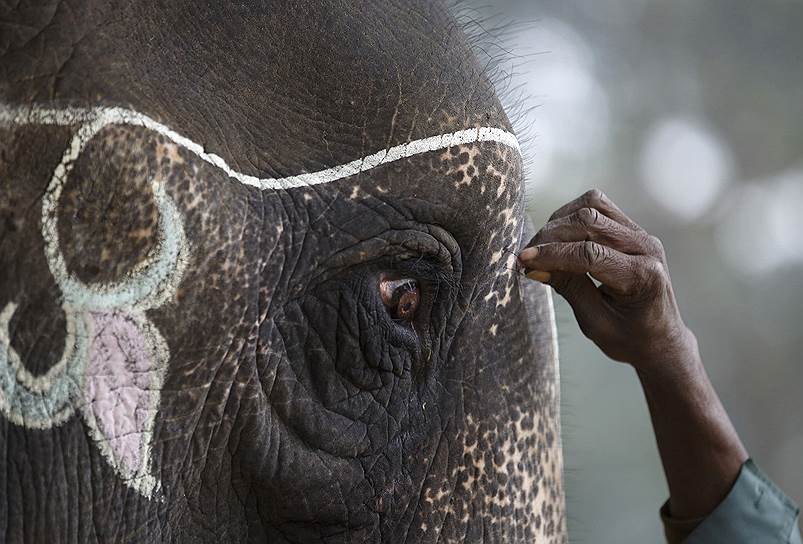 Читван, Непал. Роспись слона мелом к фестивалю слонов