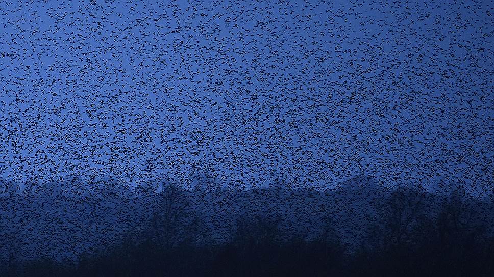 Графство Сомерсет, Великобритания. Тысячи скворцов над болотами недалеко от Гластонбери