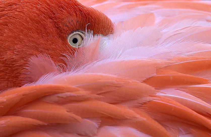 Кельн, Германия. Фламинго прячет голову в крылья в холодную погоду в городском зоопарке