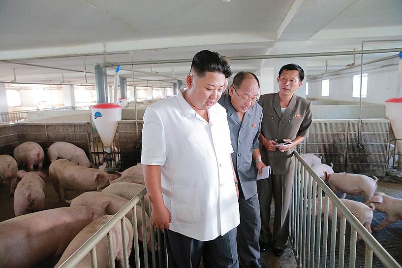 2016 год. Ким Чон Ын проверяет работу свинофермы