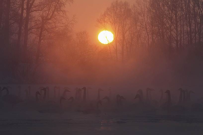 Село Урожайное, Алтайский край, Россия. Лебеди на озере при температуре -35°C