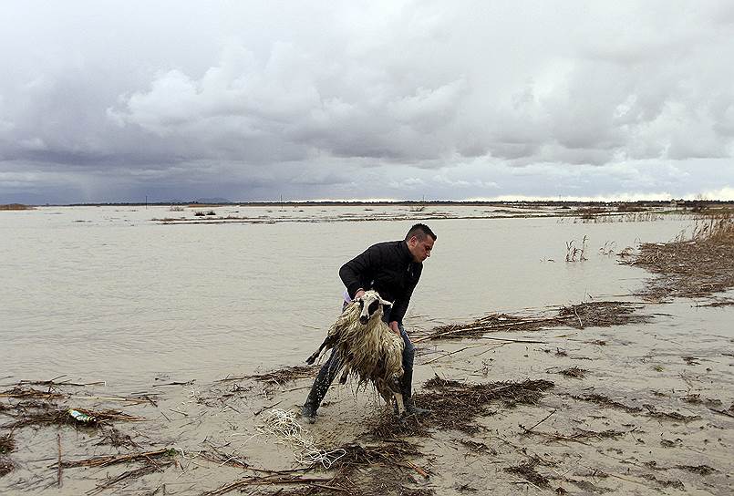 Фиери, Албания. Мужчина спасает овцу от наводнения