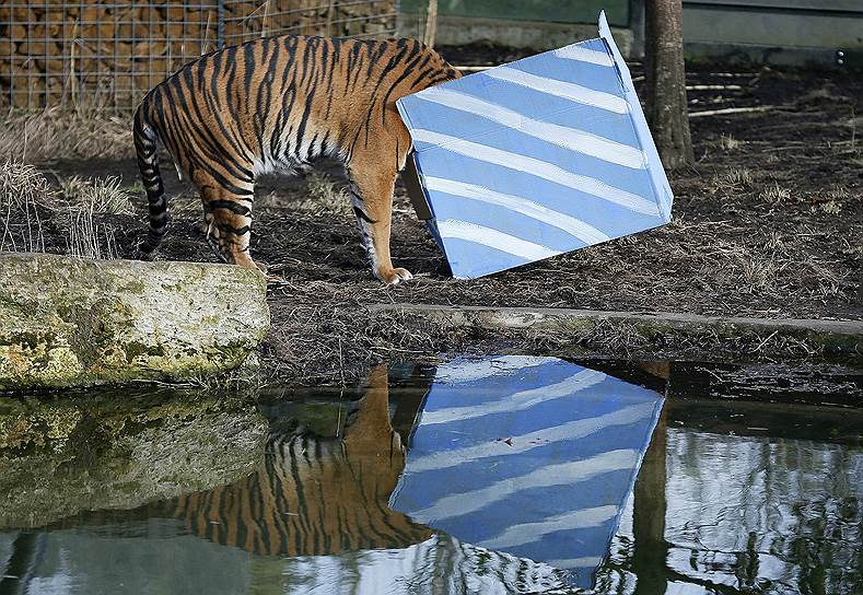 Лондон, Великобритания. Суматранская тигрица Мелати заглядывает внутрь коробки с подарком в честь рождения тройни — первой тигриной тройни в Лондонском зоопарке