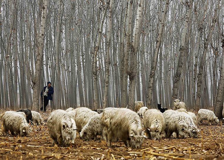 Пекин, Китай. Пастух со наблюдает за стадом козлов в деревне Дашиво на окраине Пекина