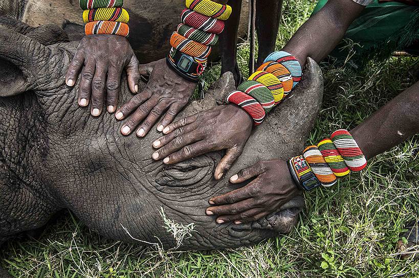 Ами Витал (Ami Vitale). США. Молодые воины африканского племени Самбуру на первой в своей жизни охоте на носорога  