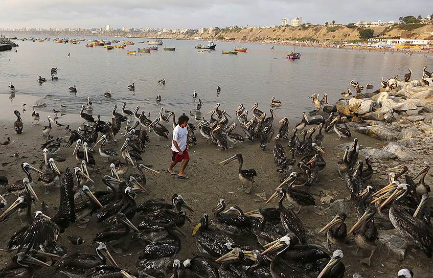 Лима, Перу. Мужчина в окружении пеликанов возле рыбного рынка