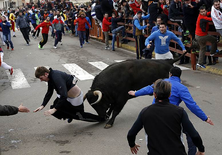 Сьюдад-Родриго, Испания. Нападение быка на 20-летнего американца во время традиционного «Карнавала быков»