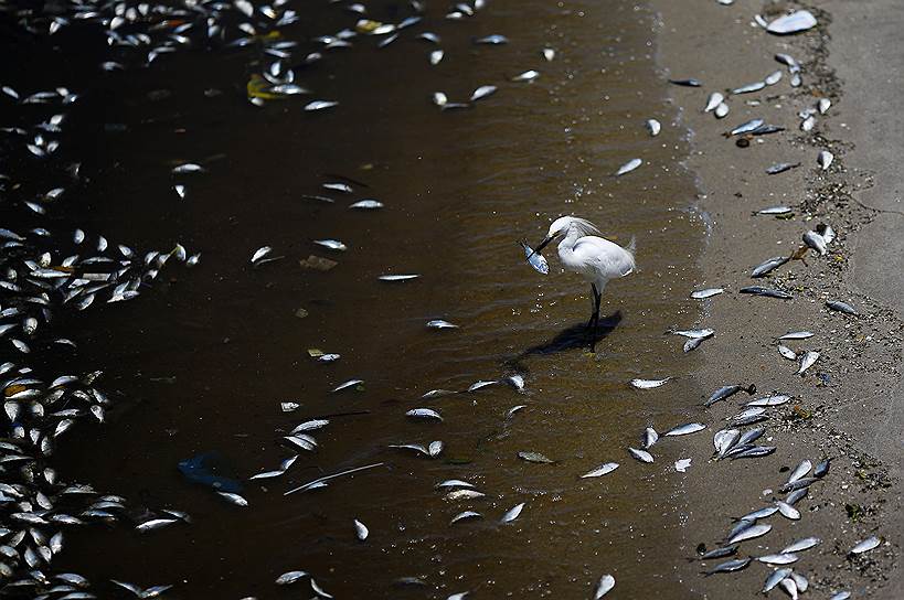 Рио-де-Жанейро, Бразилия. Мертвая рыба на берегу залива Гуанабара