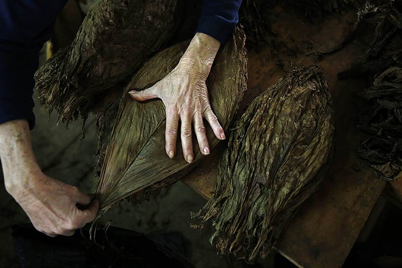 Долина Виньялес, Куба. Женщина сортирует табачные листья на сигарной фабрике 