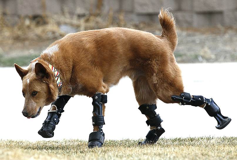 Накио — первый в мире пес с бионическими протезами всех четырех лап. Он потерял конечности после того, как кто-то оставил его зимой в лесу. Щенка спасли, но лап он лишился. Спустя несколько лет компания Orthopets сделала для Накио бионические протезы, а пес стал настоящим медицинским чудом
