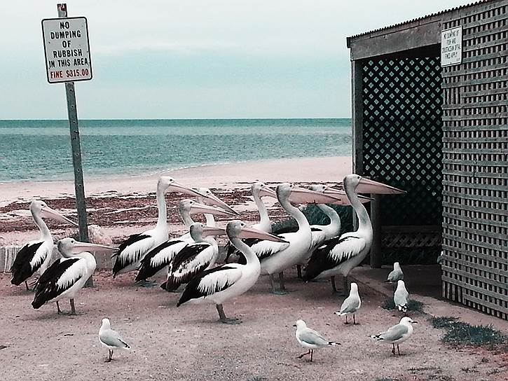 «Кормление пеликанов». Автор — Мелисса Литтл (Австралия)
