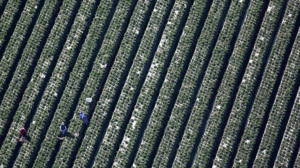 Окснард, штат Калифорния, США. Вид с воздуха на фермеров, собирающих урожай