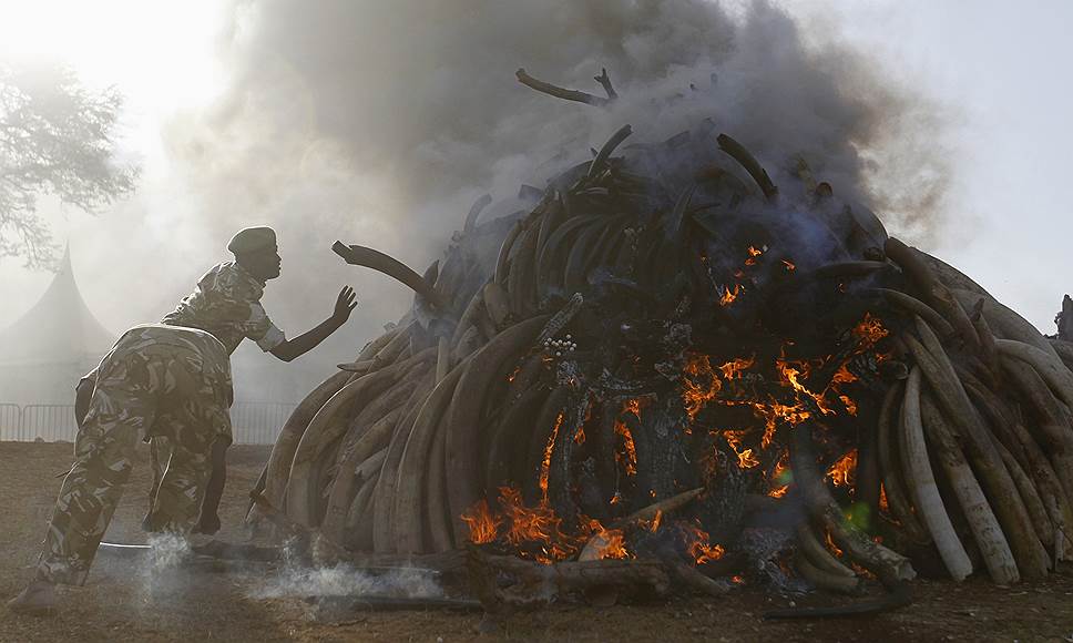 Найроби, Кения. Рейнджеры Службы охраны дикой природы сжигают 15 тонн слоновой кости, конфискованные у контрабандистов и браконьеров