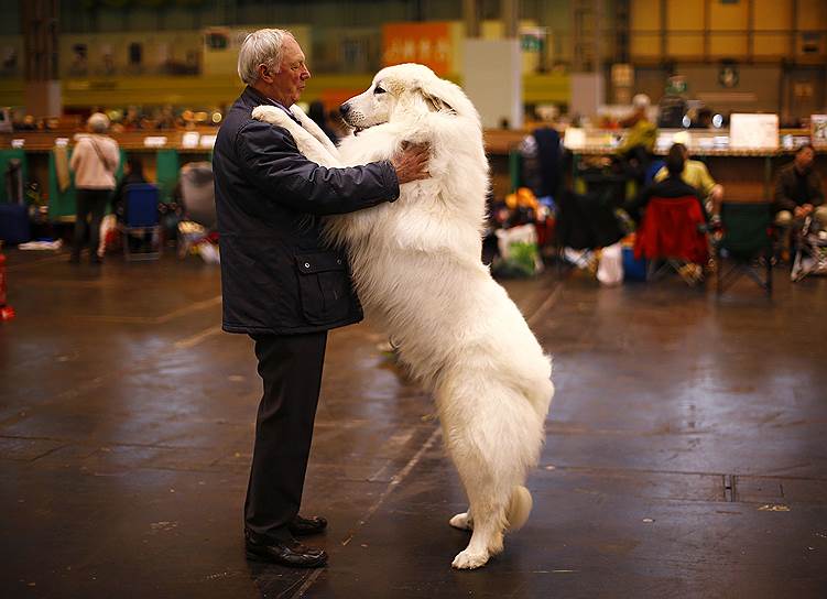 Бирмингем, Великобритания. Пиренейская горная собака со своим хозяином на выставке собак Crufts