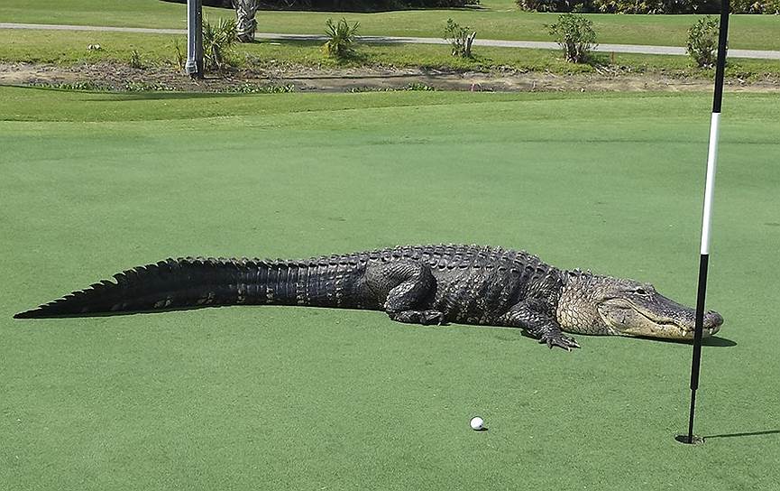 Энглвуд, штат Флорида, США. Четырехметровый миссисипский аллигатор, зашедший на поле для гольфа в клубе Myakka Pines