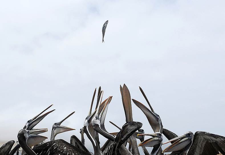 Паракас, Перу. Пеликаны ловят рыбу, брошенную рыбаком
