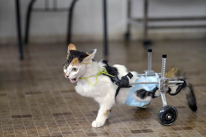 Чунцин, Китай. Восьмимесячный котенок передвигается на колесных протезах