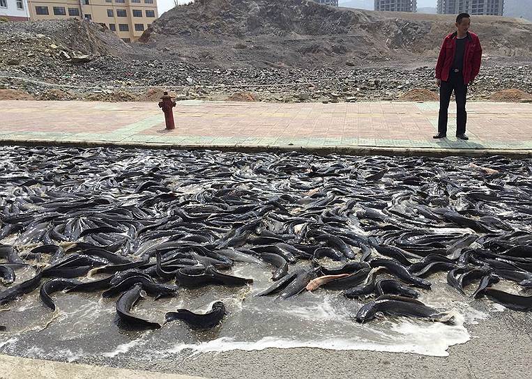 Кайли, провинция Гуйчжоу, Китай. Рыба, выпавшая из грузовика из-за случайного открытия дверей кузова, на улице города