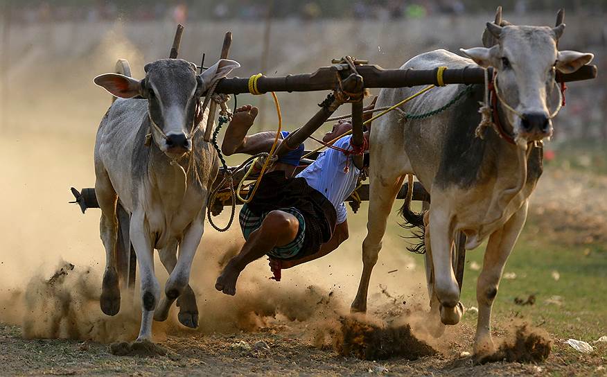Мандалай, Мьянма. Падение наездника во время буйволиных бегов