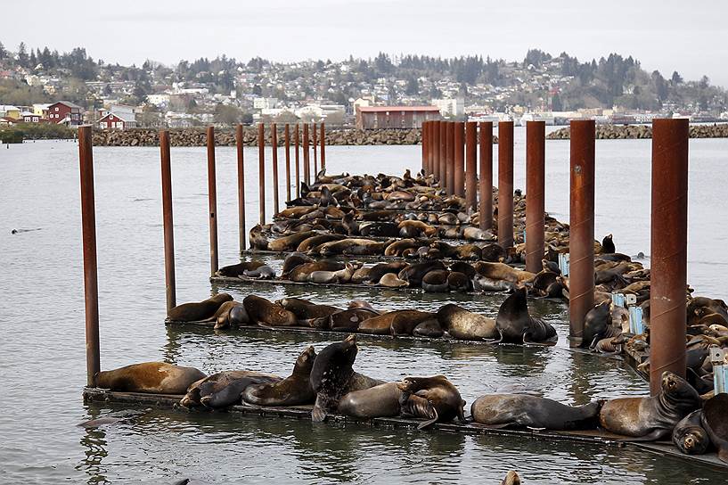 Астория, штат Орегон США. Более двух тысяч морских львов «захватили» городские доки
