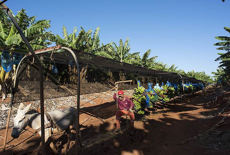 Лимуэйру-ду-Норти, Бразилия. Осел тянет гроздья бананов на ферме в тропиках 